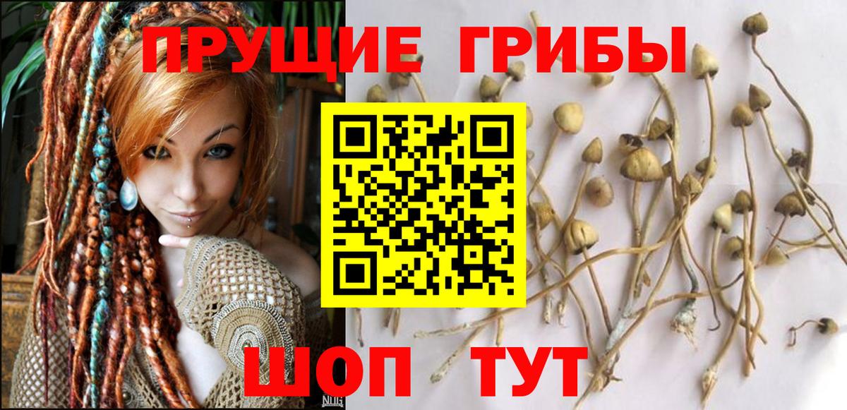 Псилоцибиновые грибы Psilocybe  наркошоп  Вход с VPN  Щёлково  Псилоцибиновые грибы мухоморы 